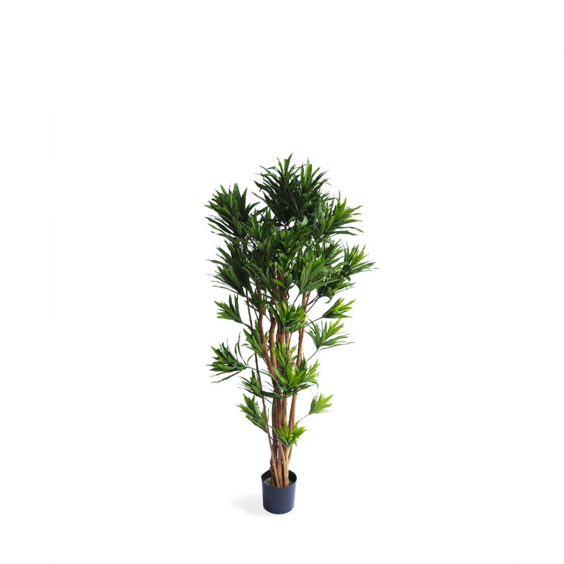Pollyanna Dracena Reflexa Tree