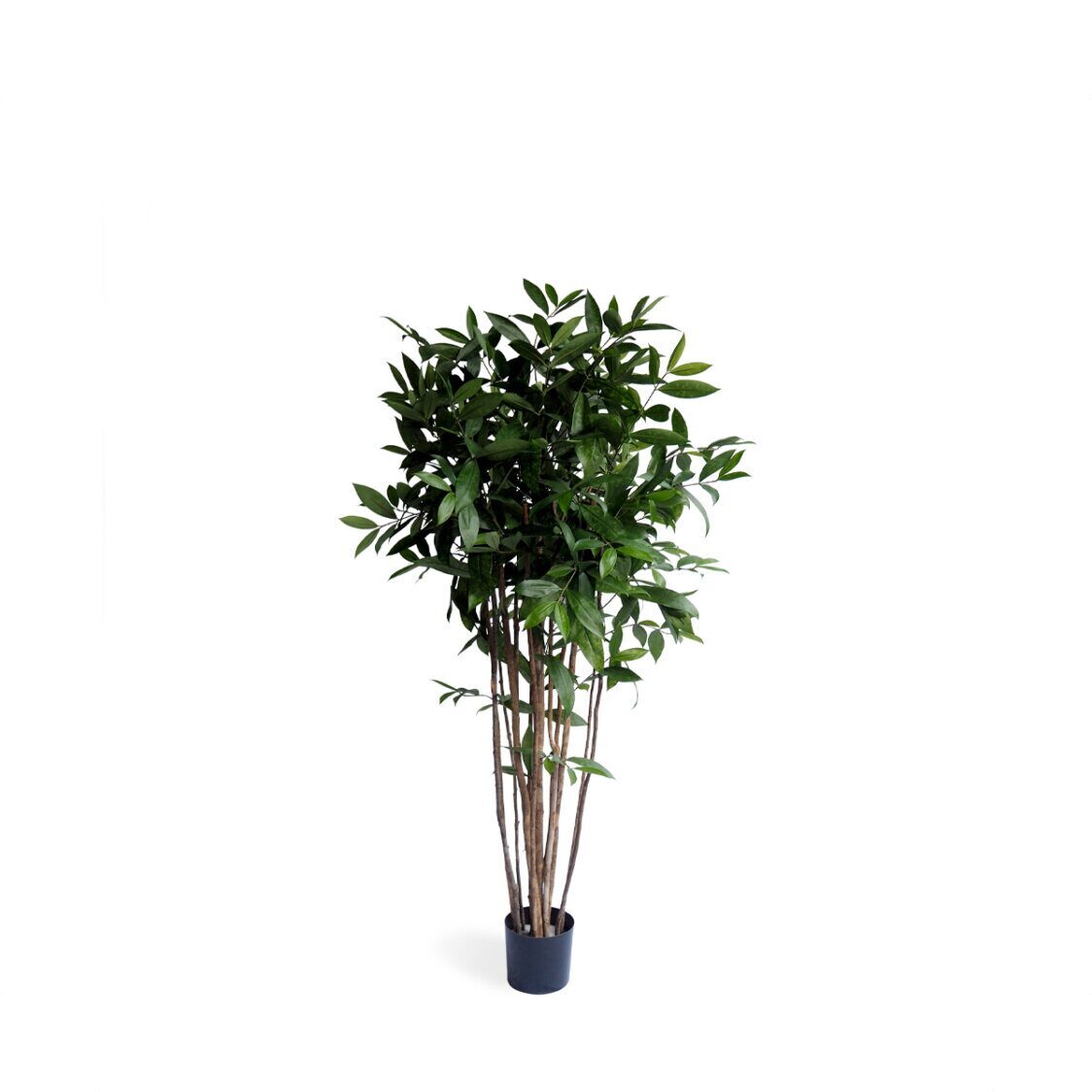 Pollyanna Dracena Surculosa Tree