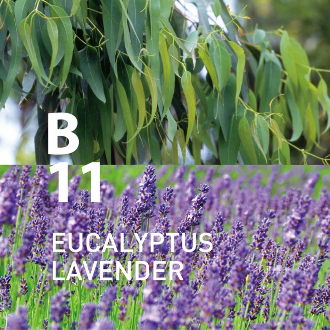 Ataroma B11 Eucalyptus Lavender