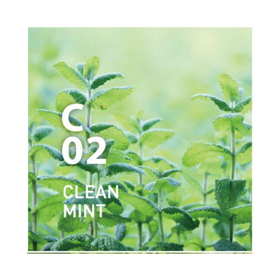 Ataroma C02 Clean Mint