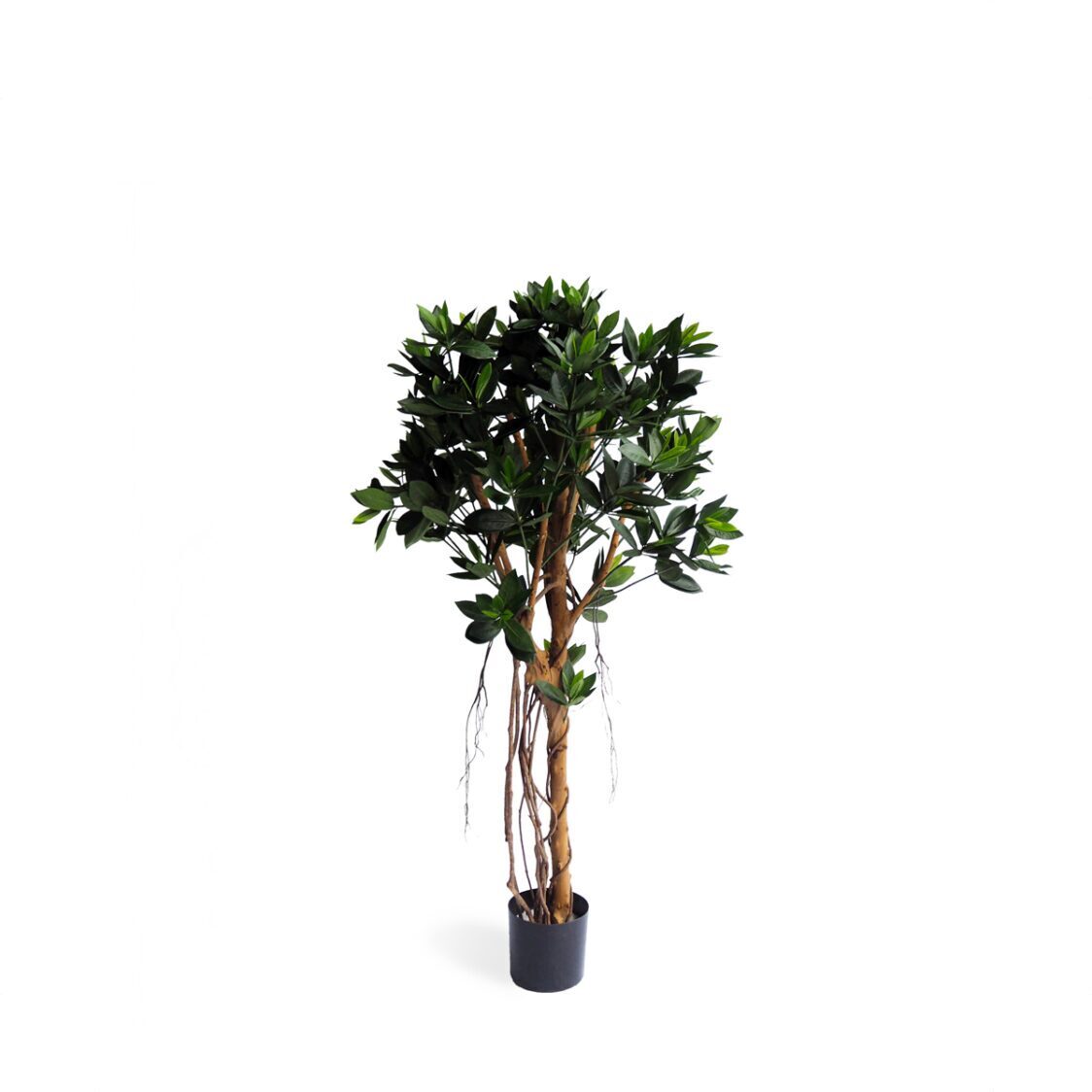Pollyanna Potted Sweet Link Ball Tree