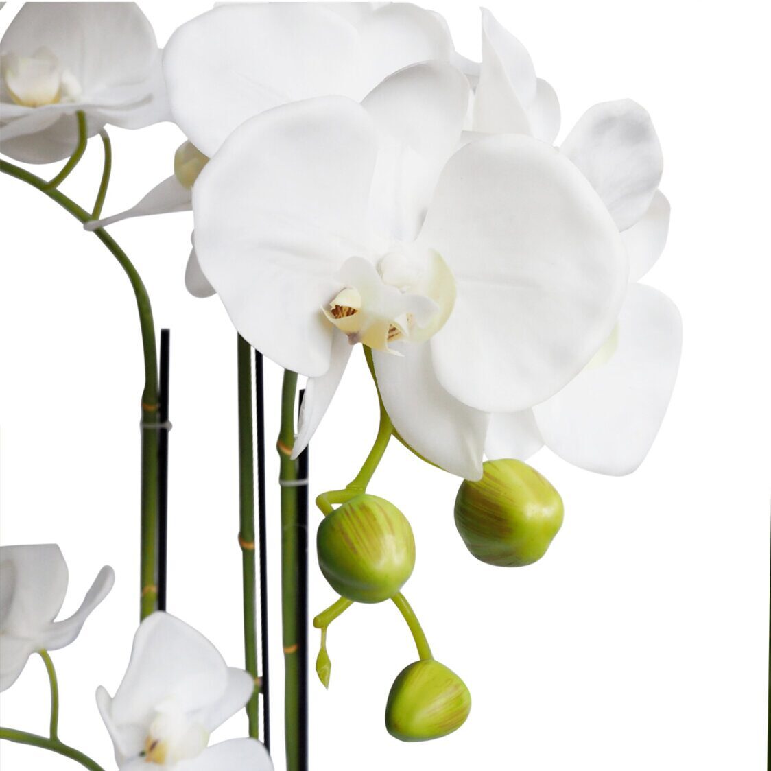 Pollyanna 2 Stalk Potted White Orchid
